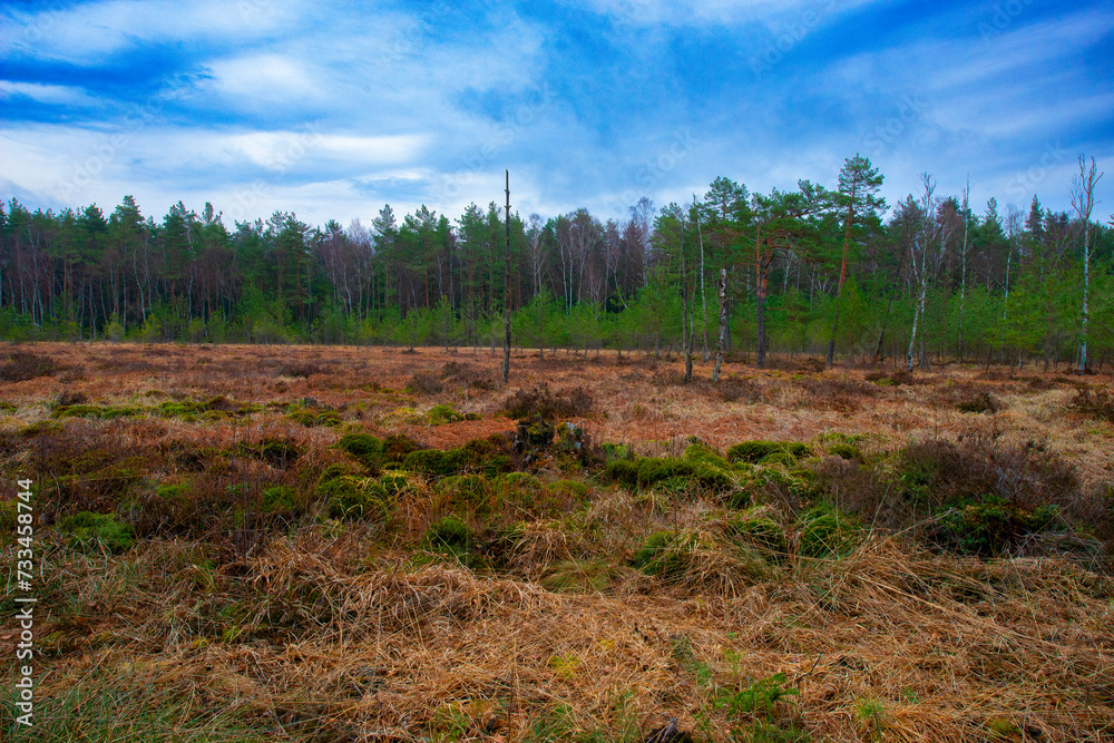 Naturpark Heidenreichsteiner Moor - the marshland in Austria (peat bog, peatbog) Naturpark Heidenreichsteiner Moor - the marshland in Austria (peat bog, peatbog)