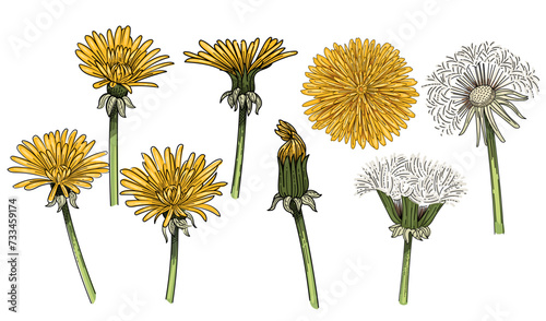 Set of dandelion flower set hand drawn colorful sketch for drawing book vector illustration isolated on white background