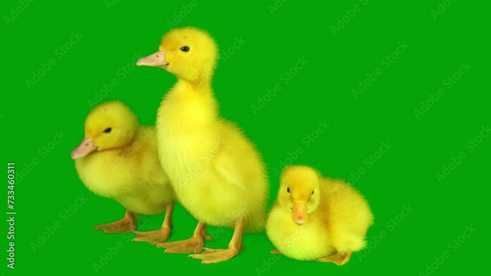 ducklings set on a green background screen ducklings set on a green background screen
