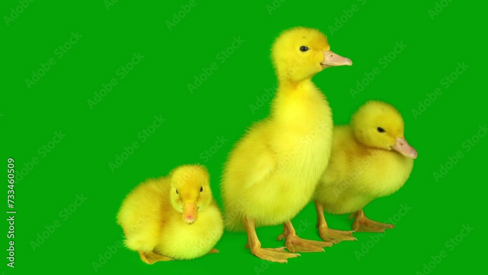 ducklings set on a green background screen ducklings set on a green background screen