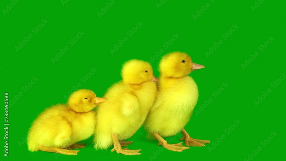ducklings set on a green background screen ducklings set on a green background screen