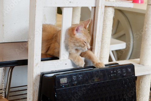 A brown cat playing with a machine