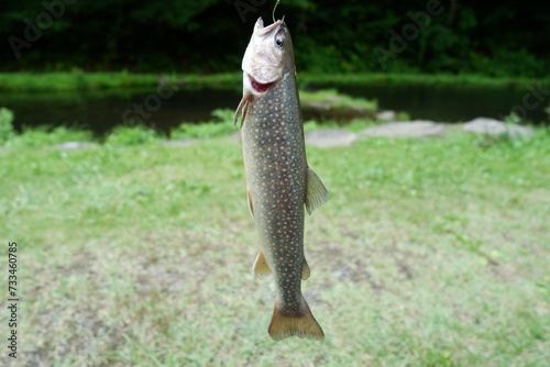 A caught river fish, Iwana photo