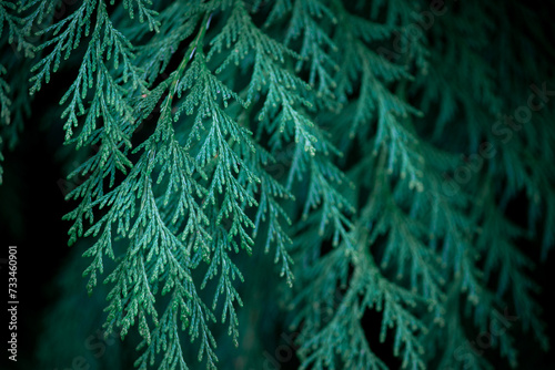 Close up of fir branches, christmas narural background. photo