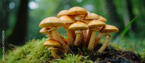 Wild Mushrooms and Fungis: Exploring the Enigmatic World of Wild Mushrooms and Fungis in the Wilderness