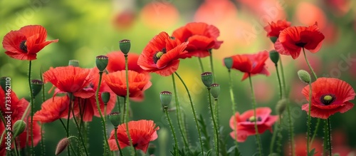 Vibrant Red Poppy Flowers: A Beautiful Display of Bright and Lively Blooms