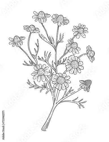 Chamomile flower with stem monochrome hand drawn sketch for drawing book vector illustration isolated on white background
