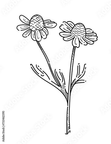 Fototapeta Naklejka Na Ścianę i Meble -  Chamomile flower with stem monochrome hand drawn sketch for drawing book vector illustration isolated on white background