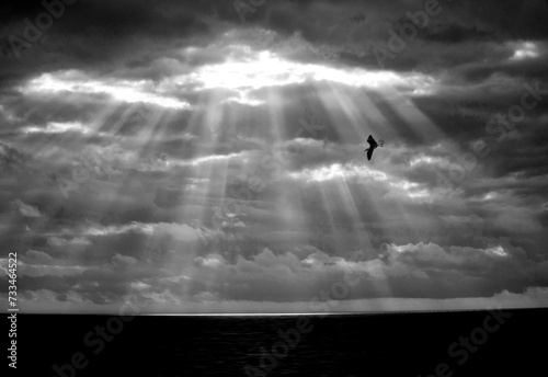 silhouette of a seagull in the clouds, Gabbiano reale mediterraneo, Larus cachinnans, Alghero,  Sassari, Sardegna, Italia. photo