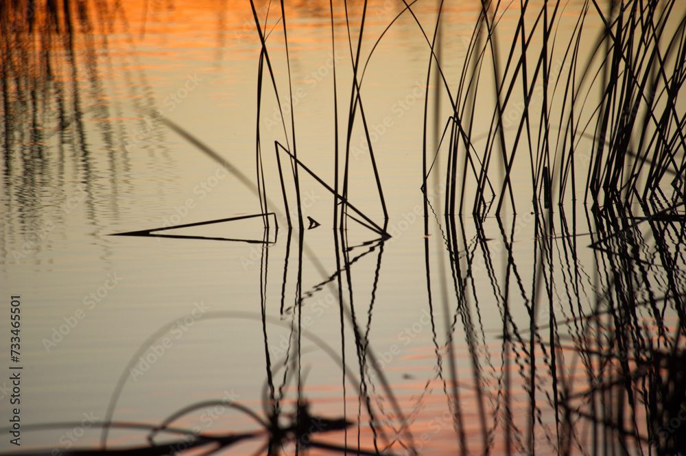 Fototapeta premium reeds at sunset