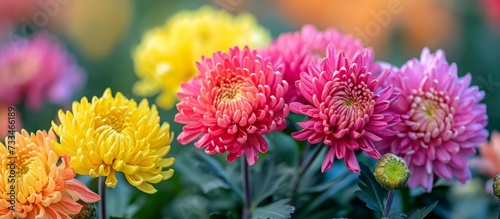Vibrant Chrysanthemum Blossoms Gracefully Enhance the Flower Garden with their Chrysanthemum  Flower  Garden Beauty.