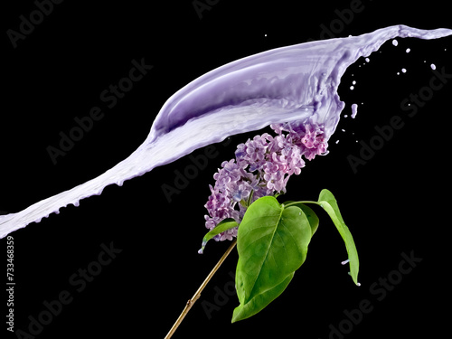 Purple paint splash over a fresh lilac twig on black background