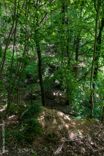 Mystischer Wald mit Felsen in Ebersteinburg Baden-Baden 