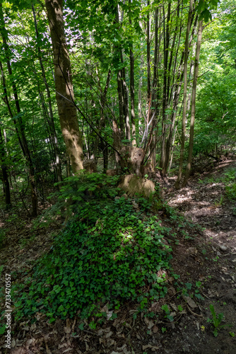 Mystischer Wald mit Felsen in Ebersteinburg Baden-Baden 