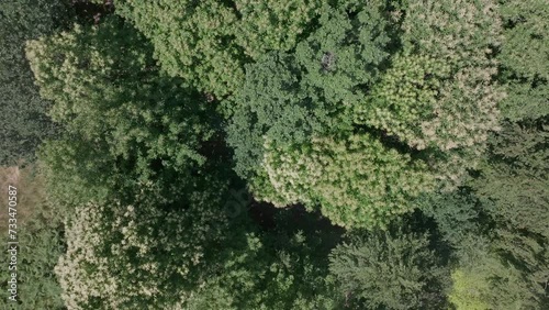 Wallpaper Mural Drone ascending over the forest canopy with a vertical view down Torontodigital.ca