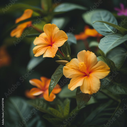 Vibrant Orange Hibiscus Flowers in Lush Greenery © HustlePlayground