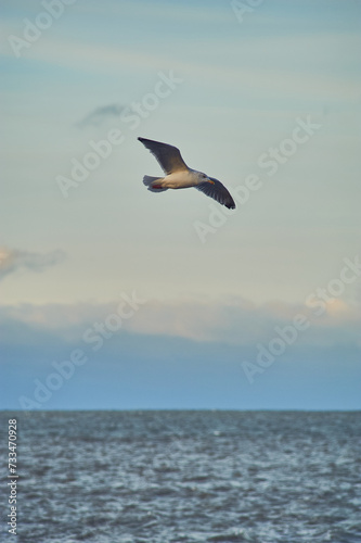 Seagull flying over coast in late evening sunshine. High quality photo