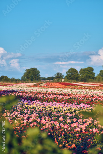 Wallpaper Mural Large plantation of roses on sunny day. High quality photo Torontodigital.ca