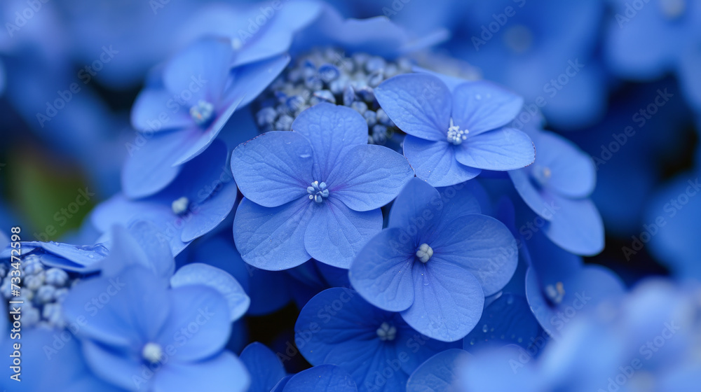 Hydrangea macrophylla, close up of blue flowers.
