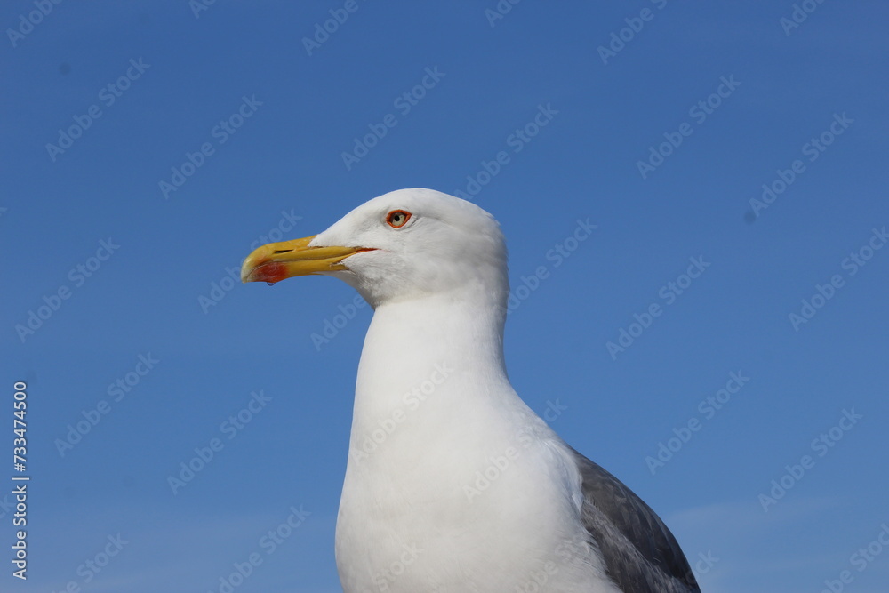 Gaviota, pájaro blanco