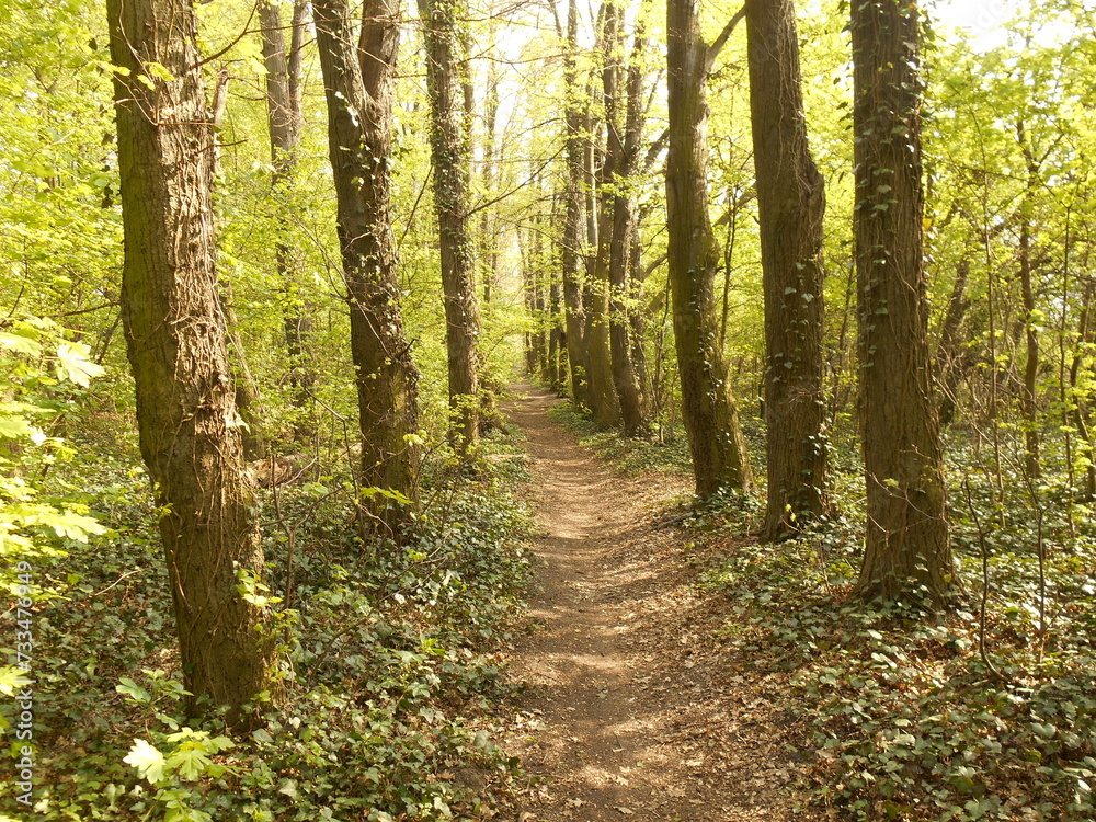 Path in forest