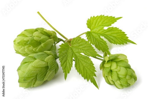 Hop sprig   with cones and  leaves photo