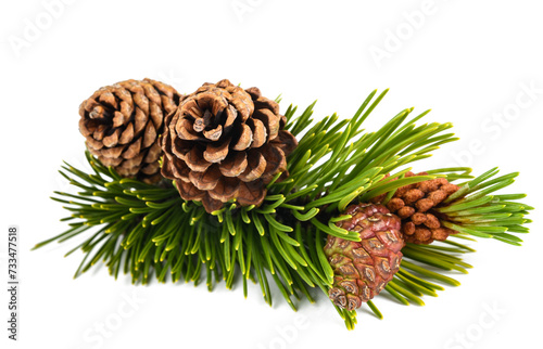 Mugo pine branch with cones