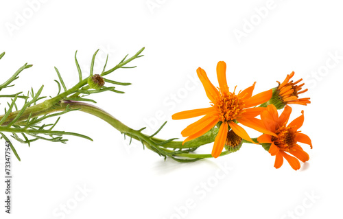 Orange-flowered groundsel flower
