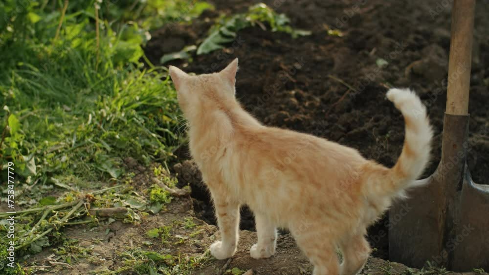 Ginger kitten exploring near a shovel in the garden. Curiosity and pet discovery concept. Outdoor feline adventure for animal and gardening themes. Ginger kitten exploring near a shovel in the garden. Curiosity and pet discovery concept. Outdoor feline adventure for animal and gardening themes.