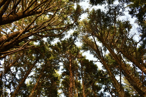 Forest canopy, Oregon coast. © Trevor Cook