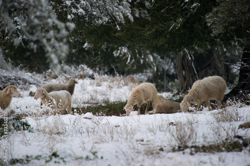 Nevicata a Sassari. Febbraio 2012