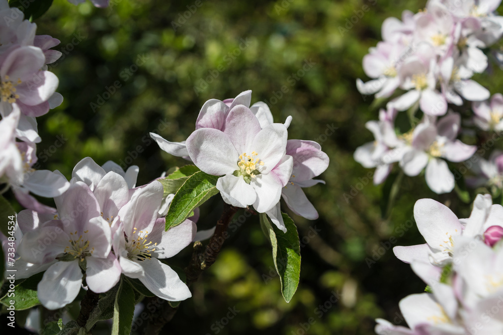 Apple blossoms