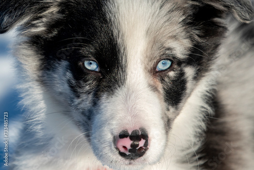 border collie blue merle niebieskie oczy pies
