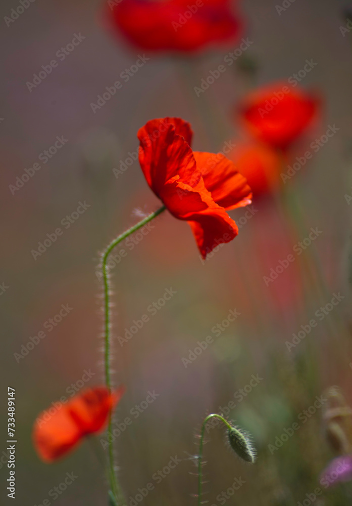 Obraz premium poppy flowers in the field, Campo di papaveri (Papaverum rhoas). Alghero, Sardinia, Italy