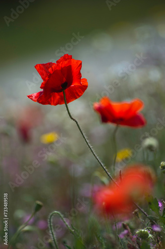 red poppy in the field, Campo di papaveri (Papaverum rhoas). Alghero, Sardinia, Italy