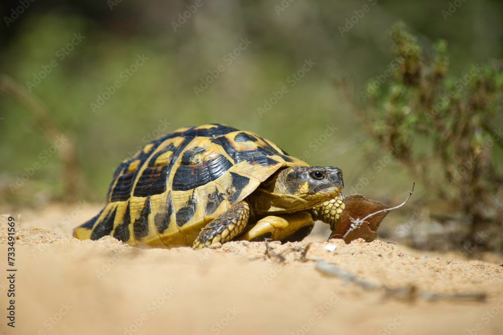 Obraz premium tartaruga. Tortue d'Hermann, Testudo hermanni.Lago di Baratz, Sassari, Sardegna. Italy