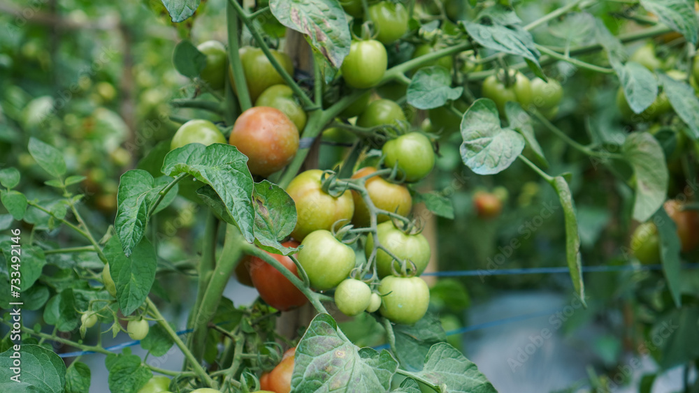 Fototapeta premium A close-up of a bunch of ripe tomatoes on the vine