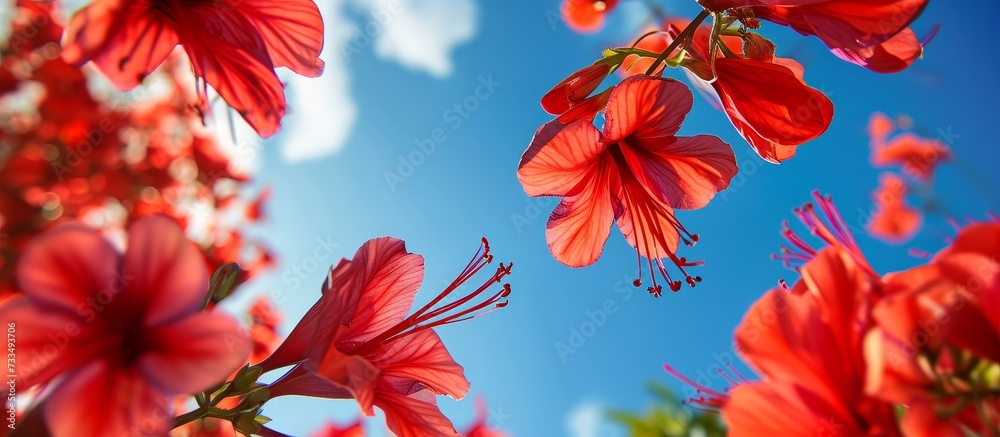 Close-up view of Batavia flowers in red, angled towards the sky.