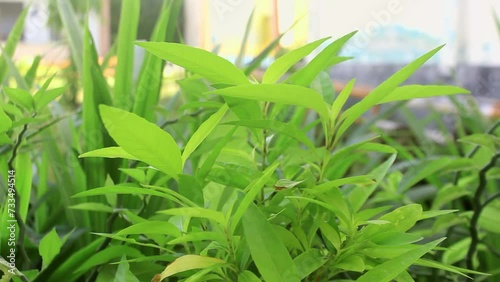 a collection of green flower leaves during the day with a blurry background
