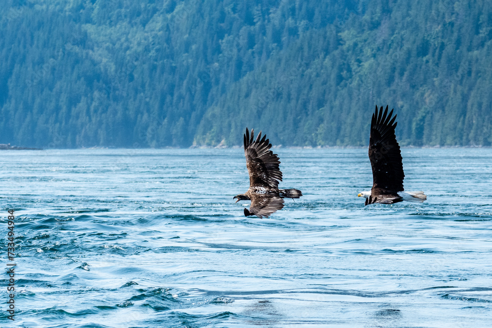 Fototapeta premium Its mine A young bald eagle screams out as a mautre bald eagle is in hot pursuit hoping to steal his freshly caught hake fish