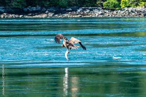Too heavy
A young eagle has a difficult time carrying a heavy hake fish caught in the Arran Rapids near Jimmy Judd Island, BC photo