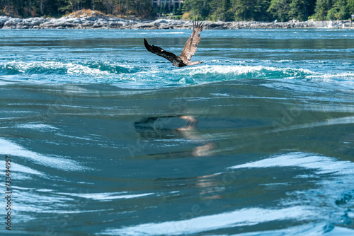 The eagle and the rapids
A young bald eagle flies above the beautiful blue Arran rapids, calm yet deadly, mirror reflection and yet turbid waters