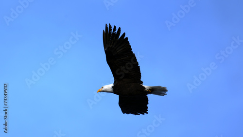 Adult Bald Eagle soars high above Cowichan Bay.
