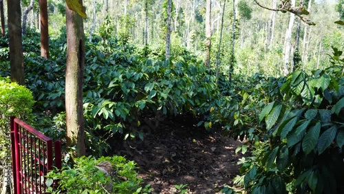 Hills covered in coffee plants south india photo