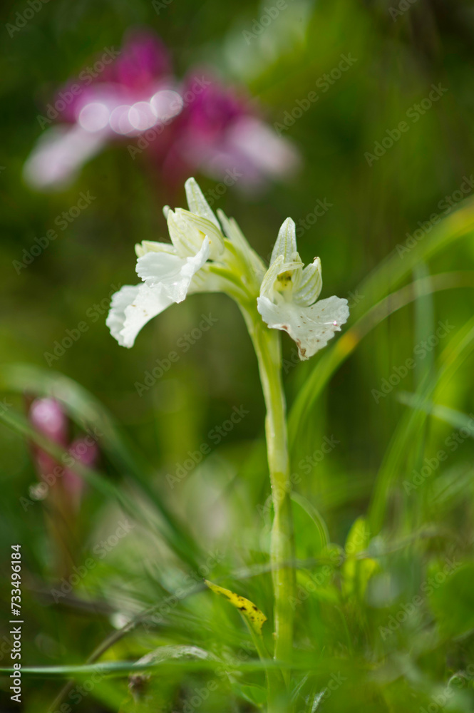 the wildflower Orchis papilionacea, the Butterfly orchis, from the family Orchidaceae Sardinia, Italy the wildflower Orchis papilionacea, the Butterfly orchis, from the family Orchidaceae Sardinia, Italy