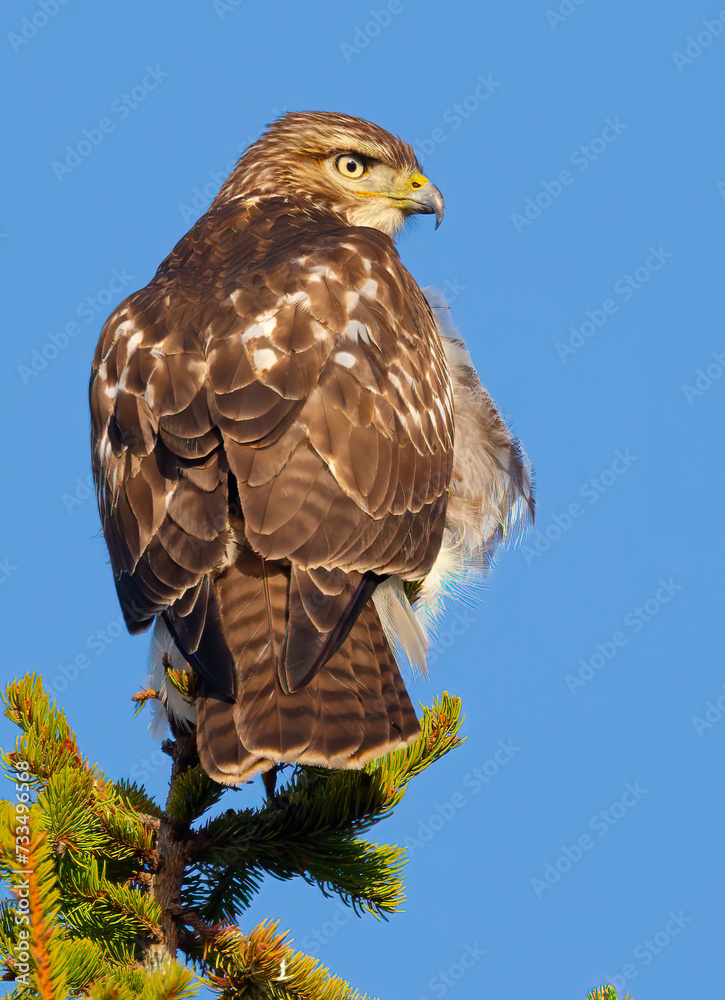 Obraz premium Red Tailed Hawk in tree