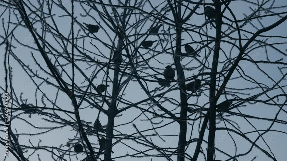 Birds sitting on a snow covered tree branched in the freezing weather in winter. Slow motion. Birds sitting on a snow covered tree branched in the freezing weather in winter. Slow motion.