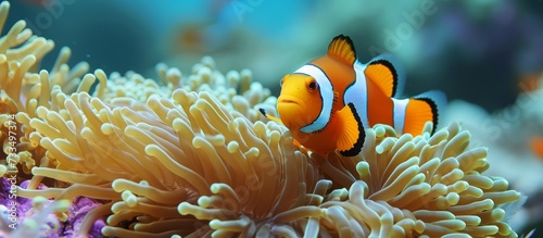Western Pacific Clownfish seeks refuge in the anemone on a coral reef.