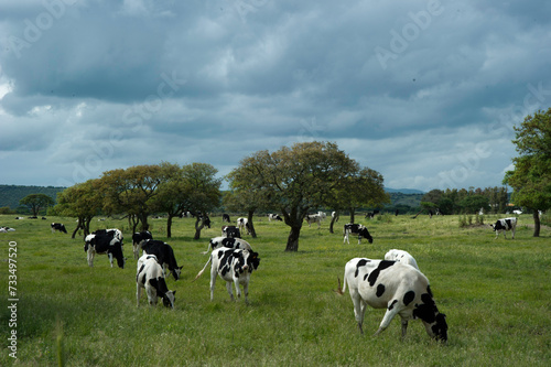 cows in a field Mucche al pascolo. Torralba, Meilogu. SS, Sardegna, Italy