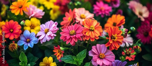 Vibrant and Exquisite: Mesmerizing Display of Bright Colored Flowers During the Blissful Summer Season